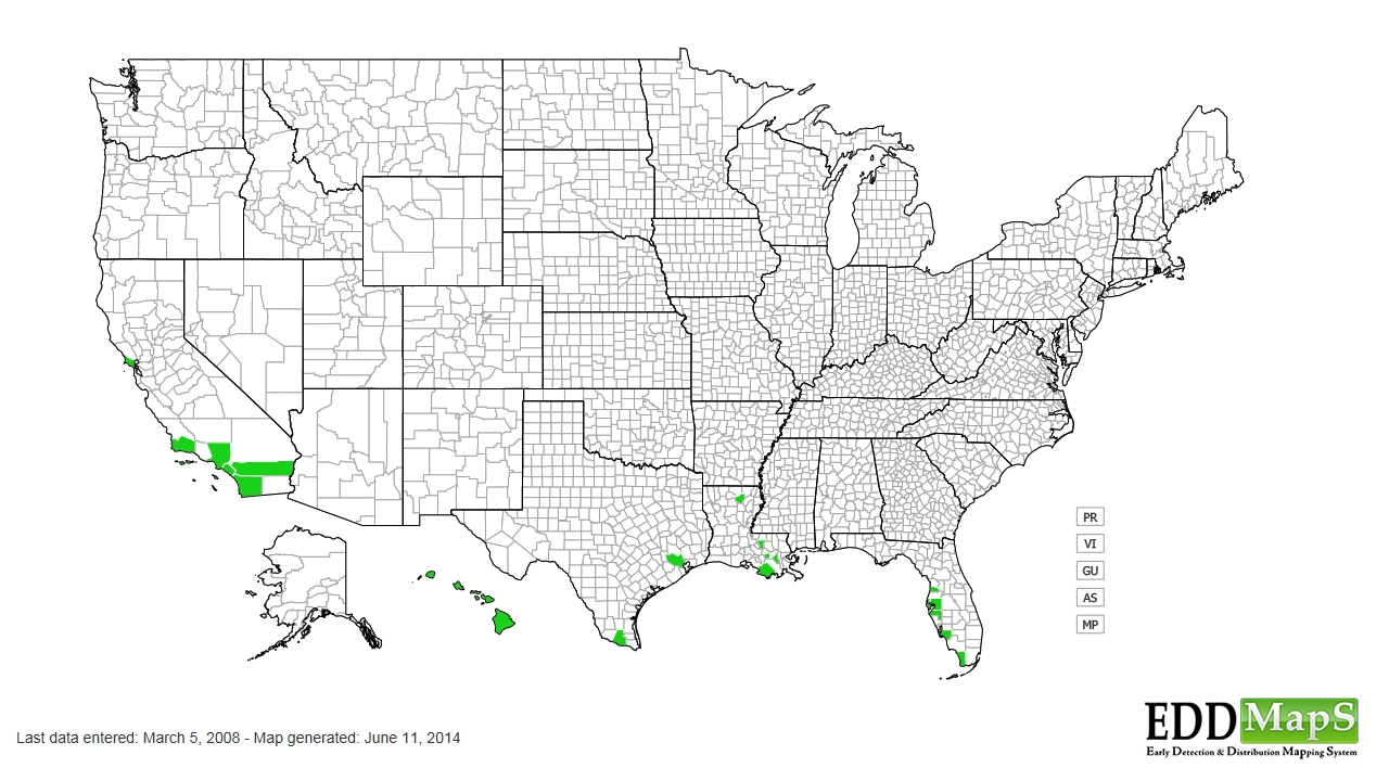 Night blooming jassamine distribution - United States