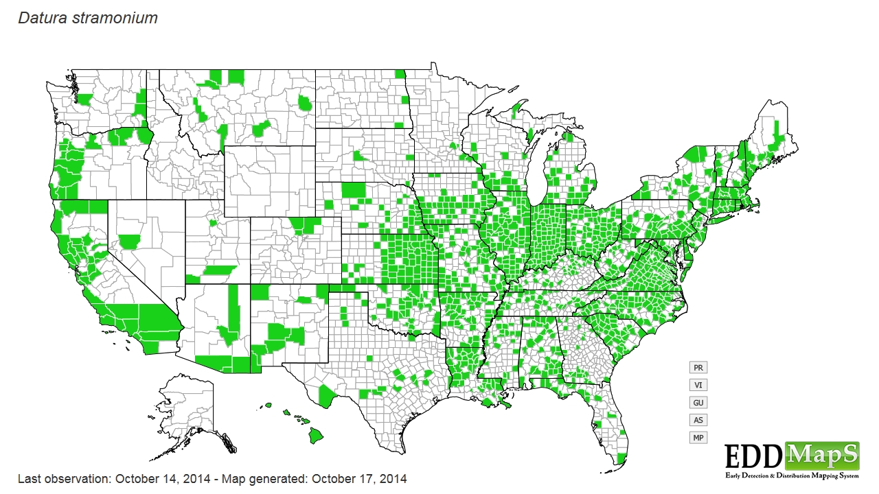 Jimsonweed distribution - United States