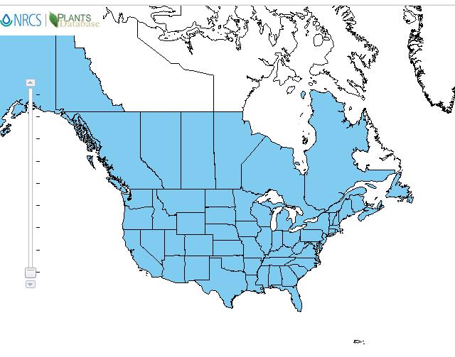 Mayweed chamomile distribution - United States