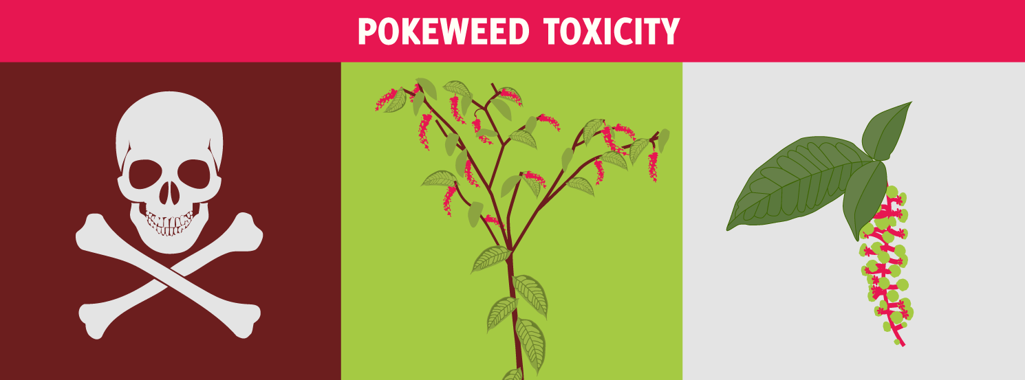 Pokeweed Toxicity | HorseDVM Diseases A-Z