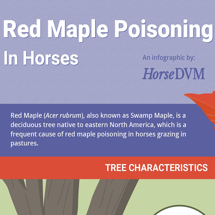 Red Maple Poisoning in Horses