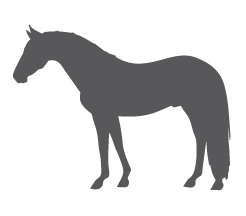 Adult horse