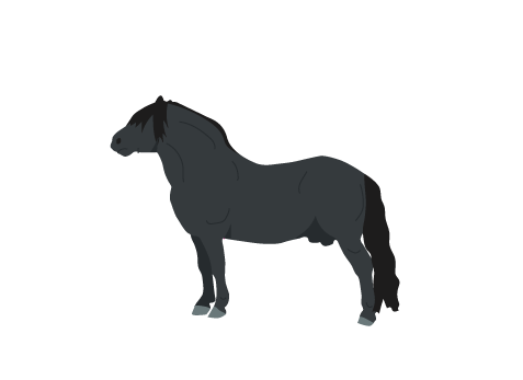 Shetland Pony icon