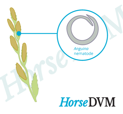 Annual ryegrass toxicity horses