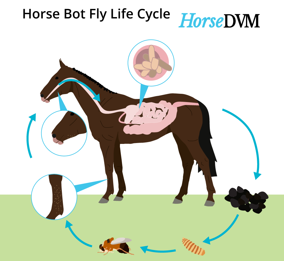 Horse botfly lifecycle