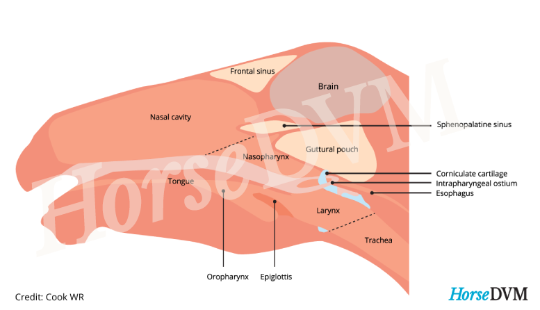 Location of horses guttural pouch