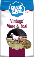 Blueseal Vintage Mare & Foal image