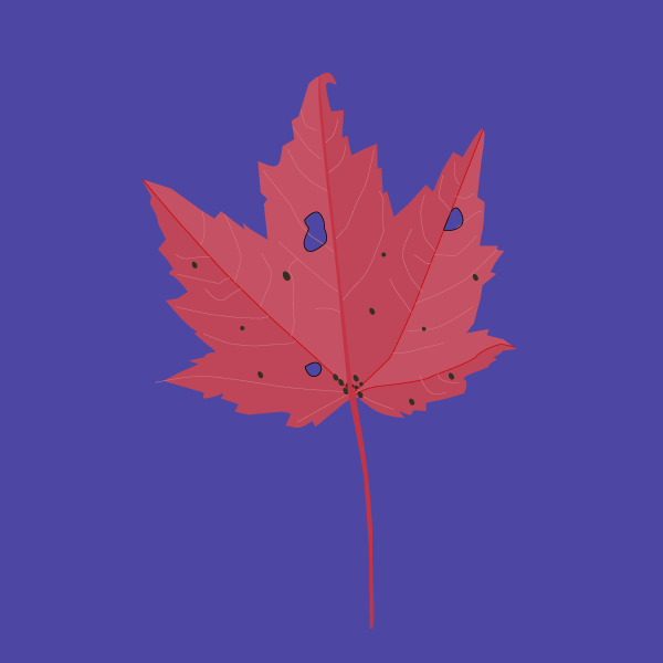 acer_rubrum