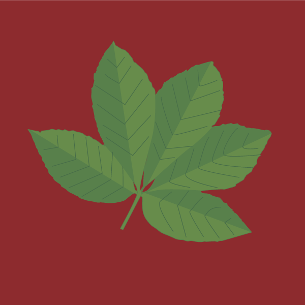 aesculus_pavia