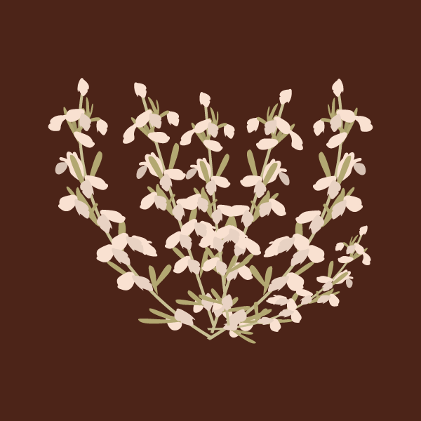 Artemisia spp image