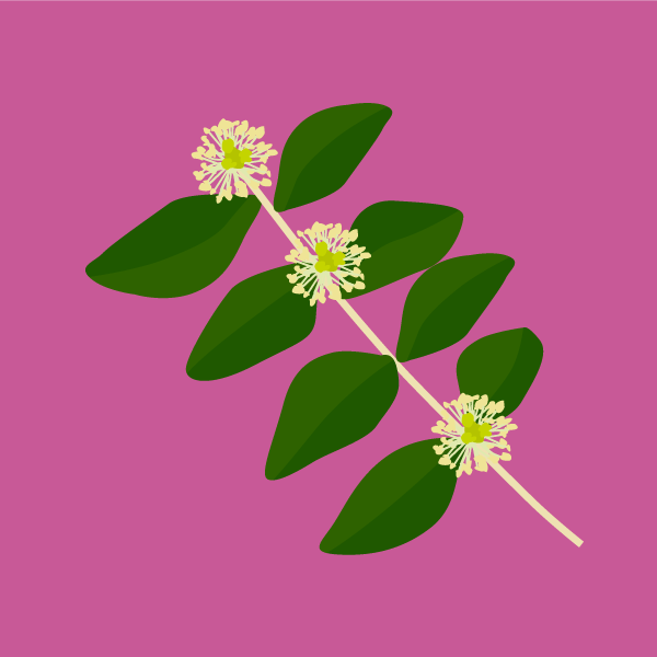 buxus_sempervirens