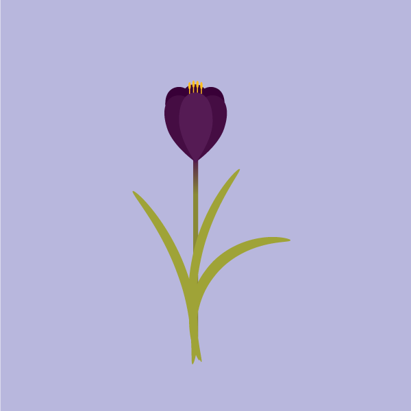 colchicum_autumnale