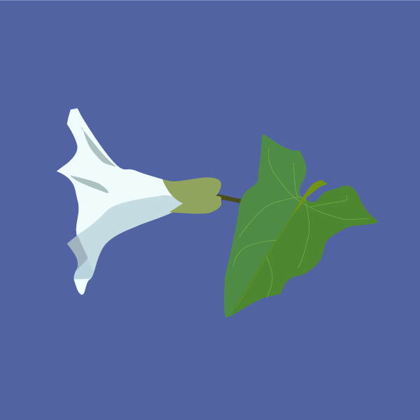convolvulus_arvensis