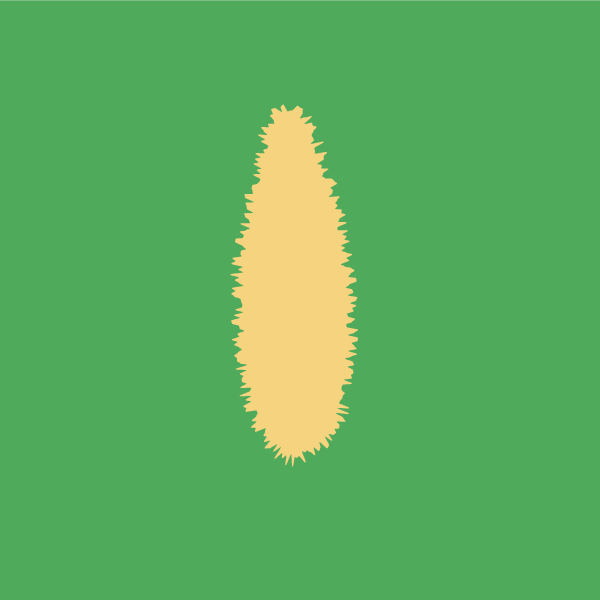 cycas_revoluta