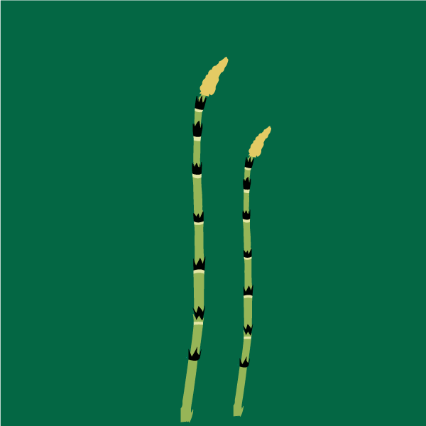 equisetum