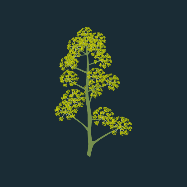 image of Giant fennel