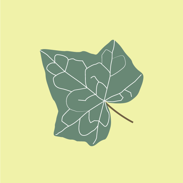 hedera_helix