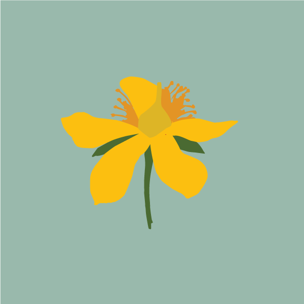 hypericum_perforatum