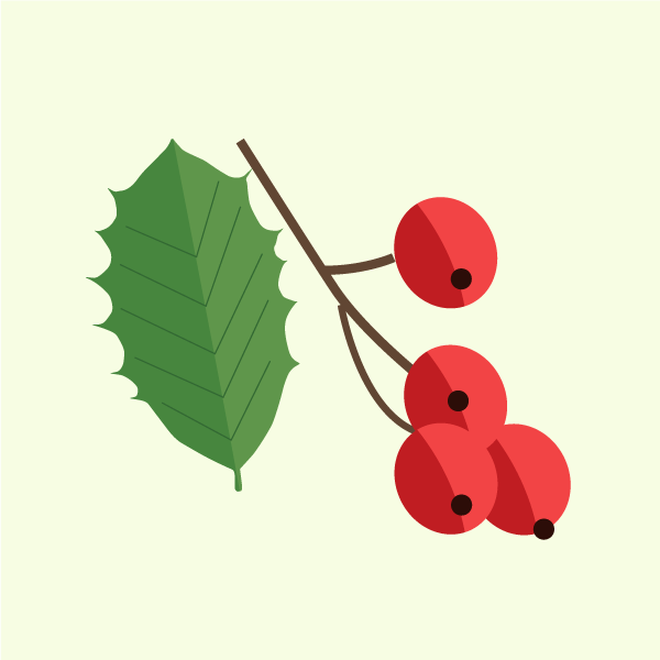 ilex_opaca
