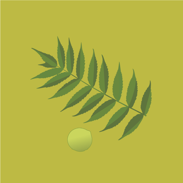 juglans_nigra