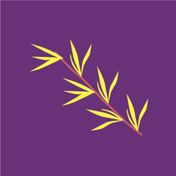 Kochia scoparia image