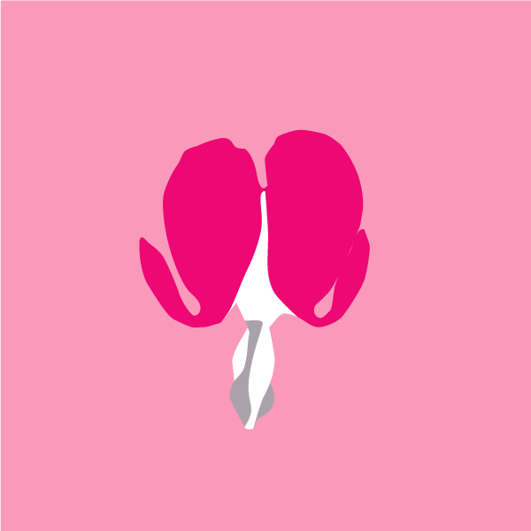 lamprocapnos_spectabilis