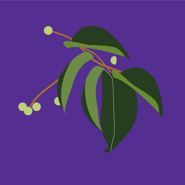 ligustrum_japonicum