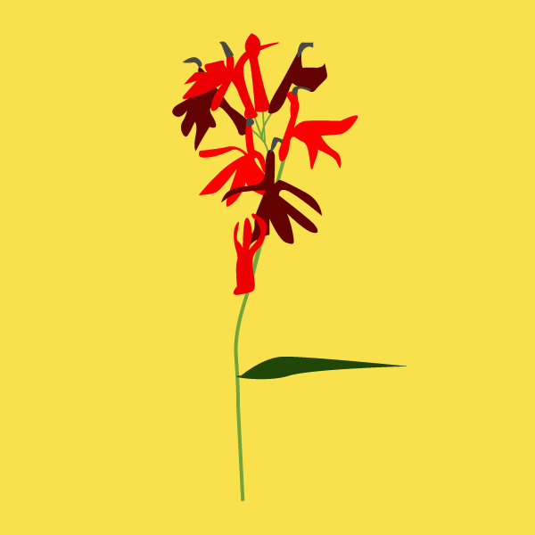 lobelia_cardinalis