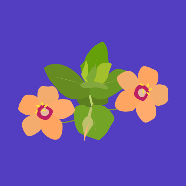 lysimachia_arvensis