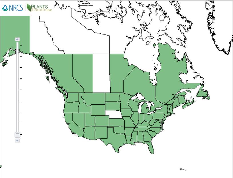 Bracken fern distribution - United States