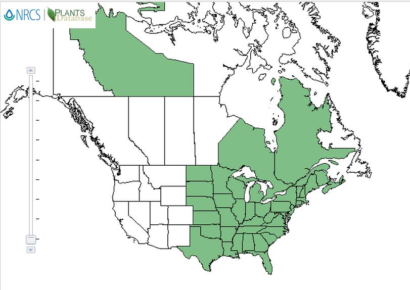 White snakeroot distribution - United States