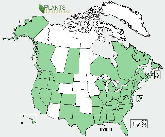 Catsear distribution - United States