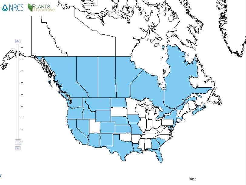 Marshmallow distribution - United States