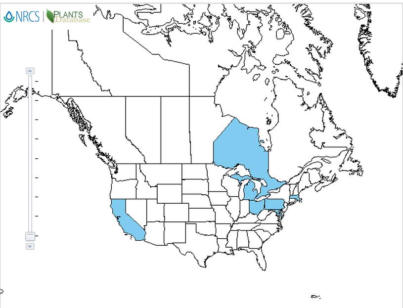 Tulip distribution - United States