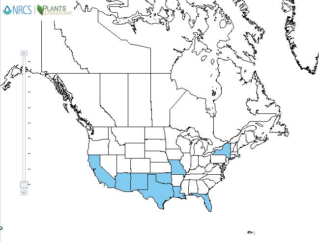 Buffel grass distribution - United States