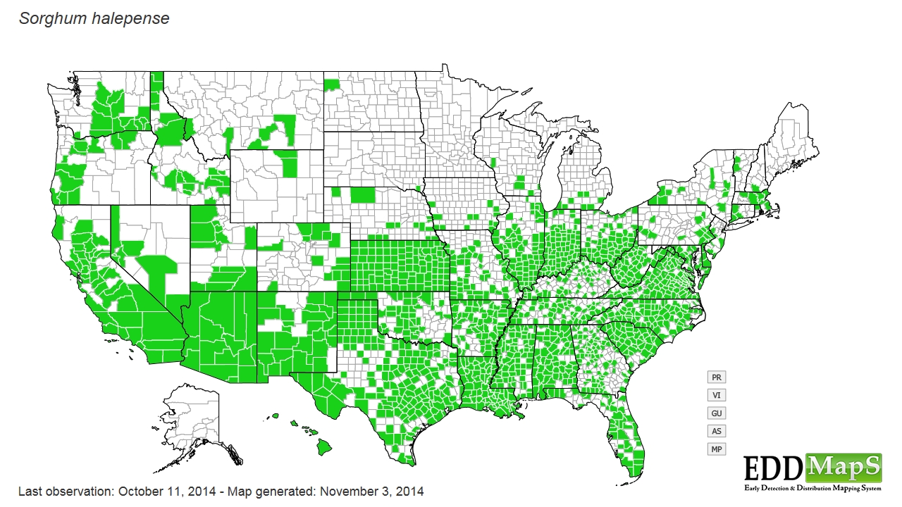 Johnsongrass distribution - United States