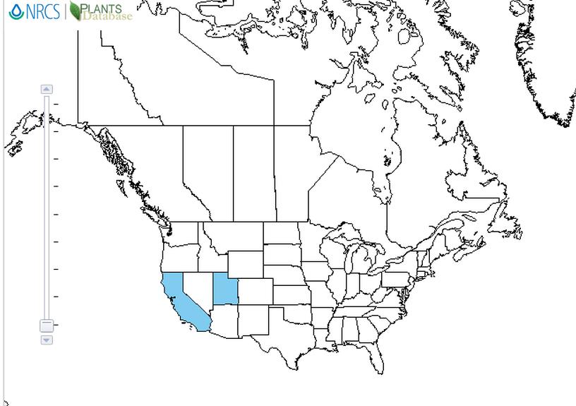 Bitter almond distribution - United States