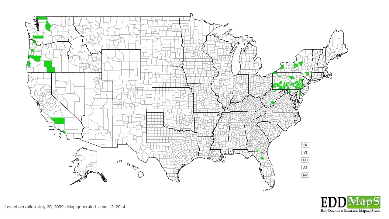 Stinging nettle distribution - United States