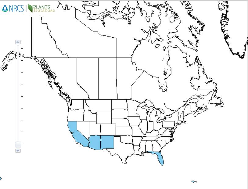 Pangola grass  distribution - United States