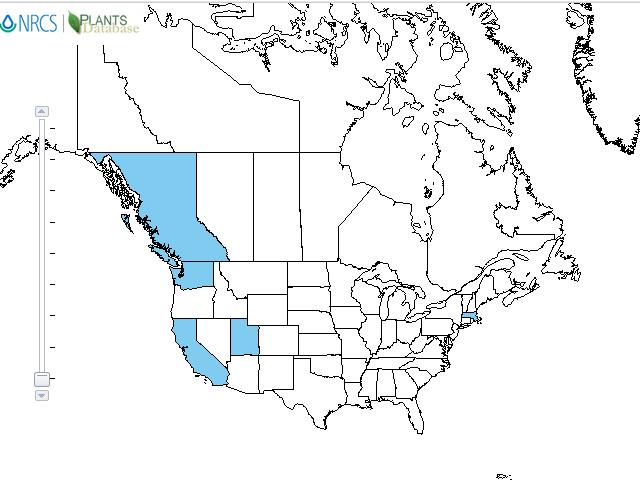 Golden chain tree distribution - United States