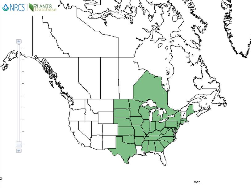 Kentucky coffee tree distribution - United States