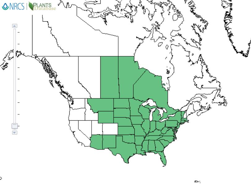 Whorled Milkweed  distribution - United States