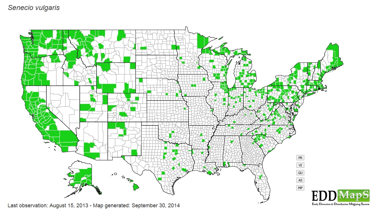 Groundsel distribution - United States