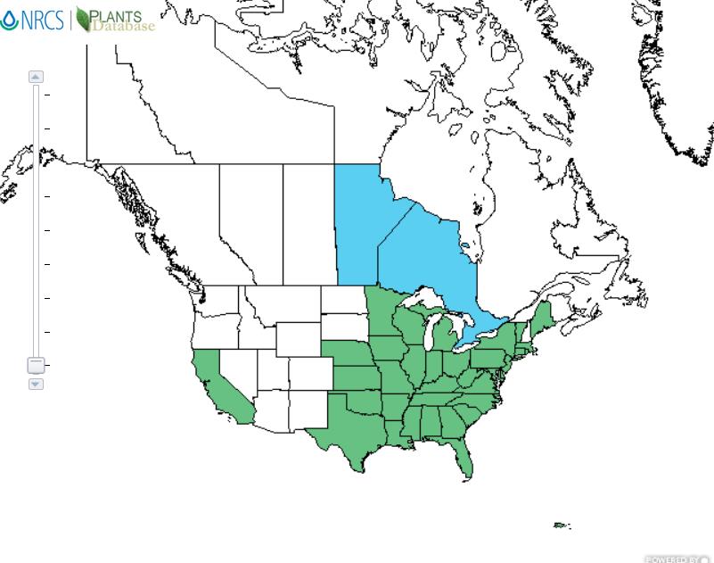 Spiny pigweed distribution - United States