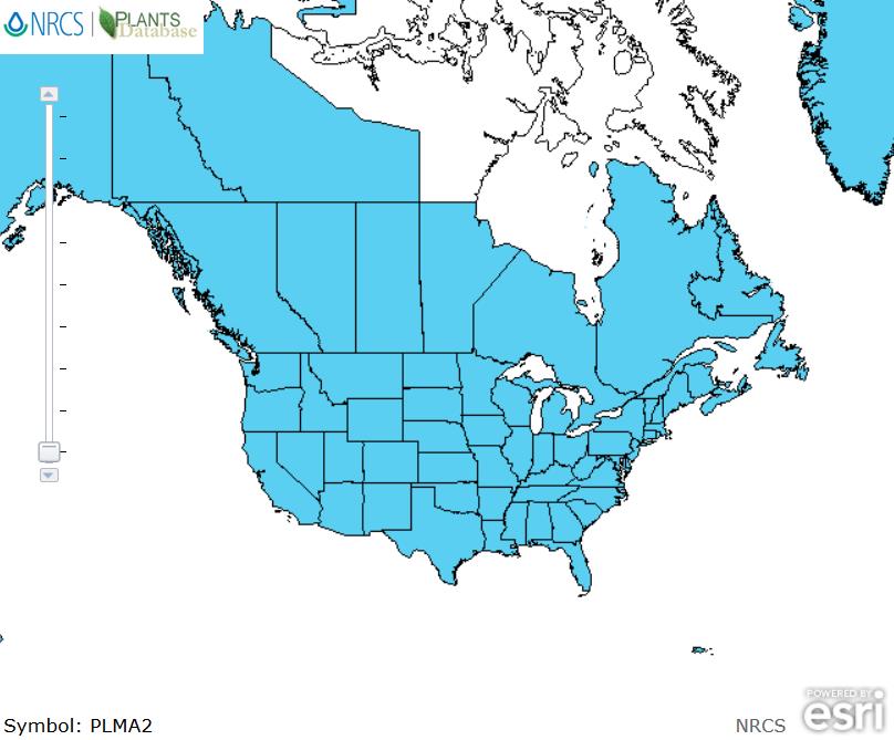 Common plantain distribution - United States