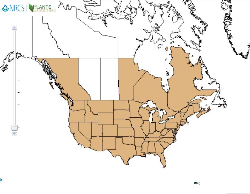 Elderberry distribution - United States