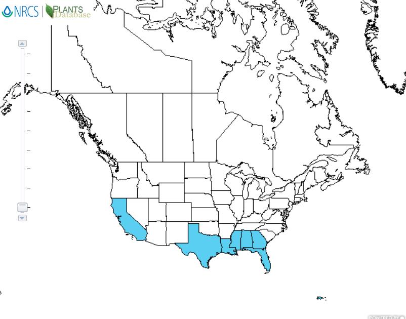 Tung tree distribution - United States