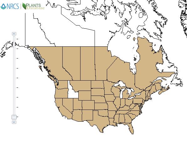 Oak  distribution - United States