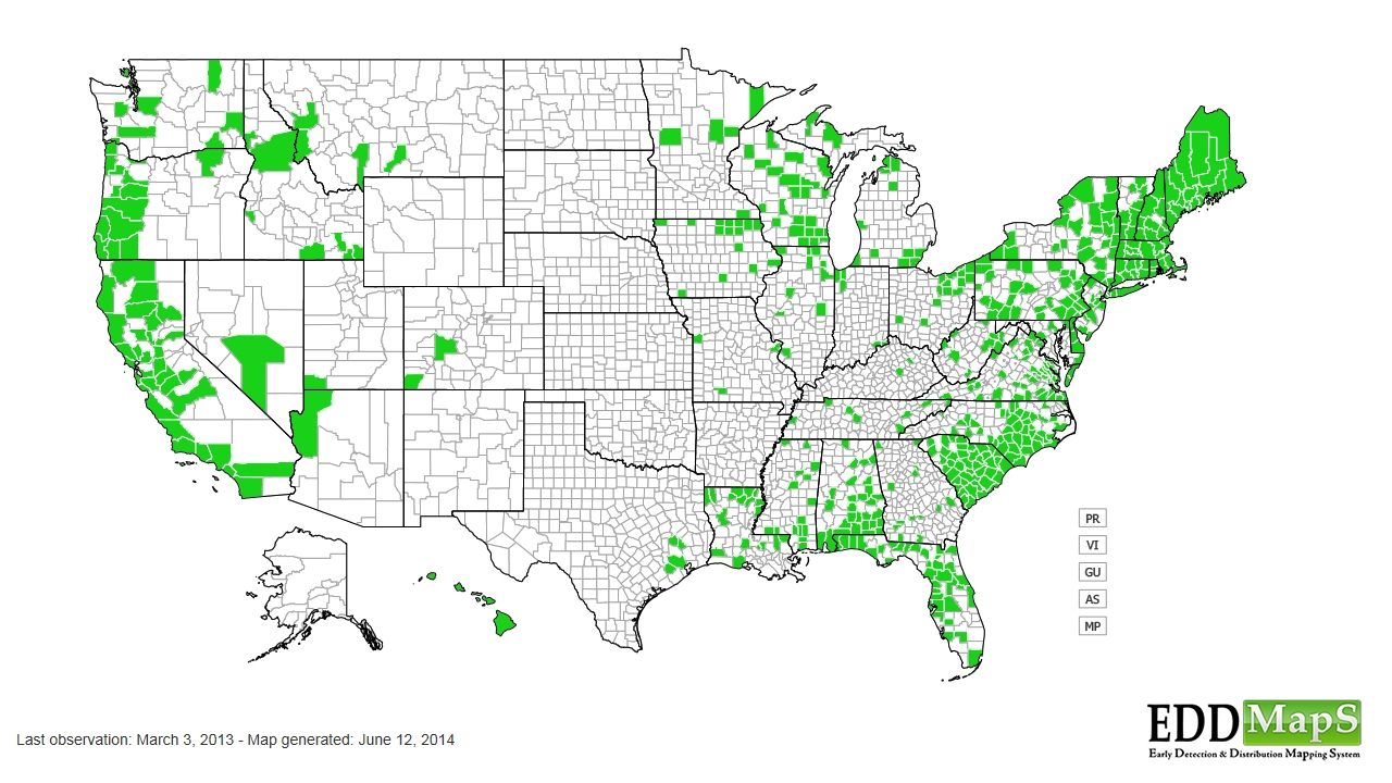 Wild radish distribution - United States