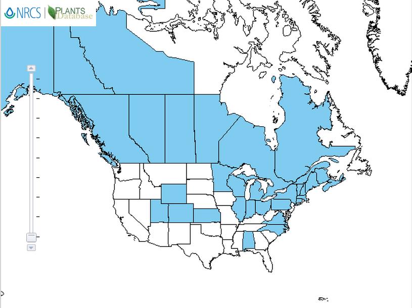 Rhubarb distribution - United States